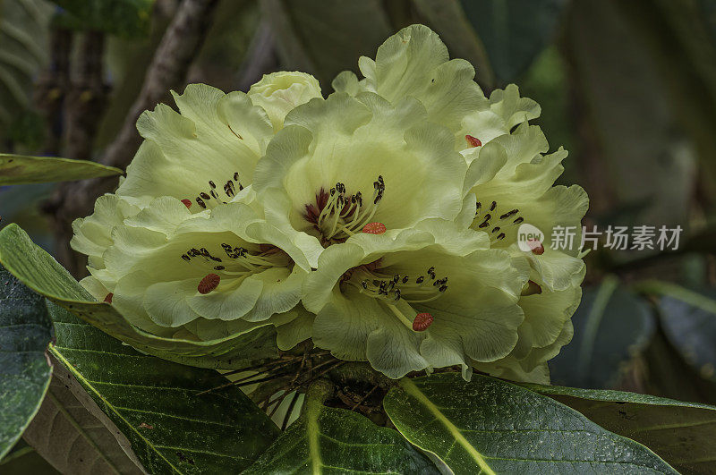 杜鹃花(Rhododendron macabanum)， McCabe Rhododendron, Mendocino Botanic Gardens, Mendocino County, California;家庭杜鹃花科;原产于印度东北部的植物。